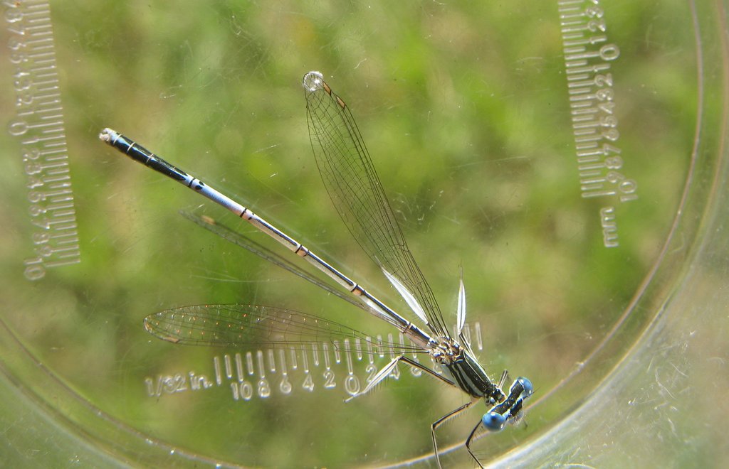 Agrion larges pattes